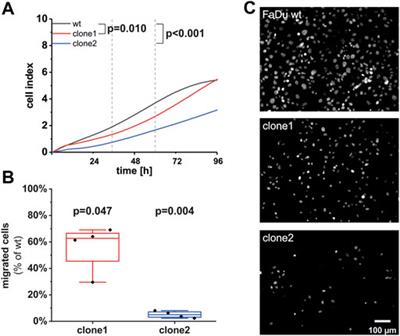 Antagonizing Sec62 function in intracellular Ca2+ homeostasis represents a novel therapeutic strategy for head and neck cancer